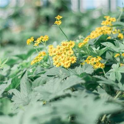 澳门精准正版资料大全